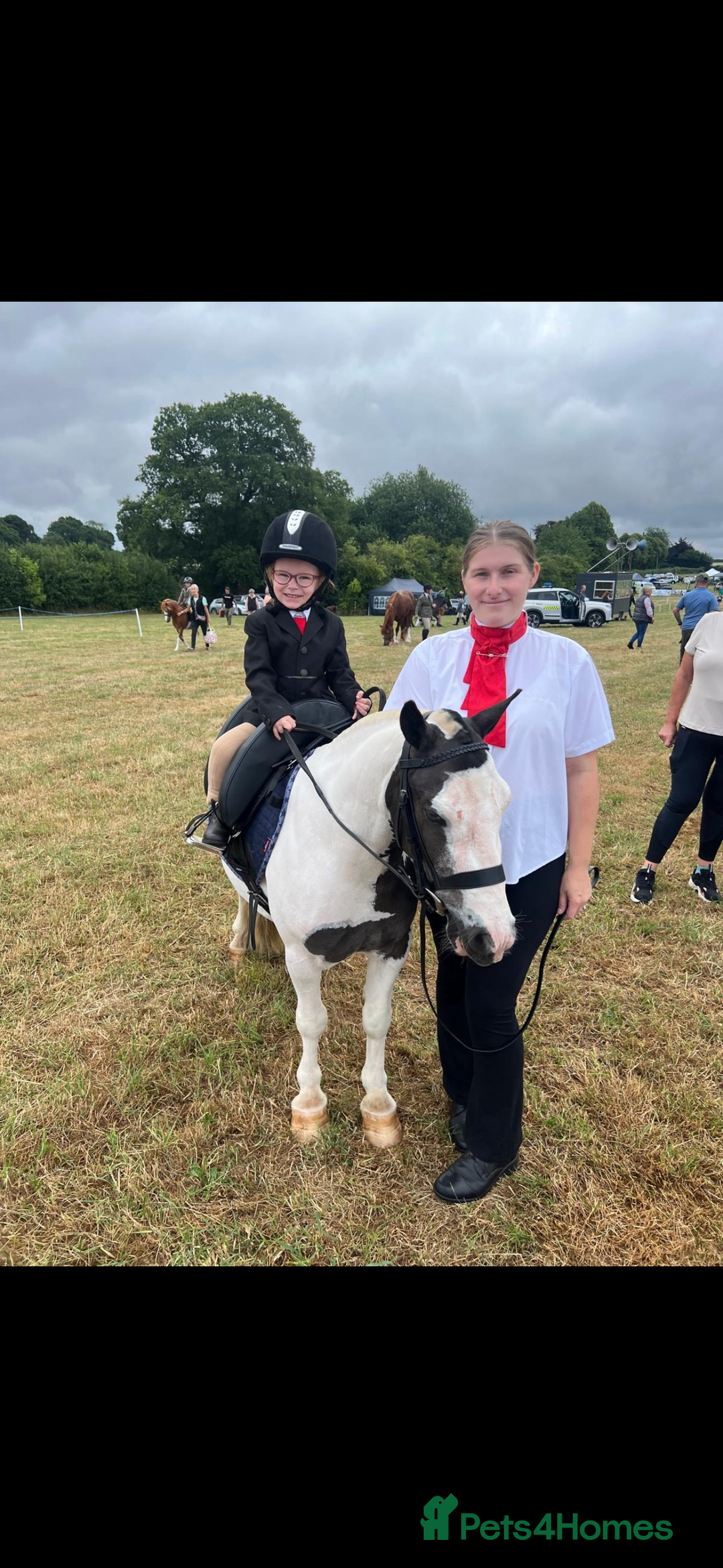 Irish Cob horses for sale: Dolla- 5yr old coblet  - Advert 7