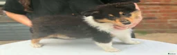 Rough Collie dogs for sale: Beautiful rough collie puppies  - Advert 3