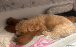 Shihpoo dogs for sale: 🐾 Toy Poodle x Shihpoo Puppies for Sale - Image 20