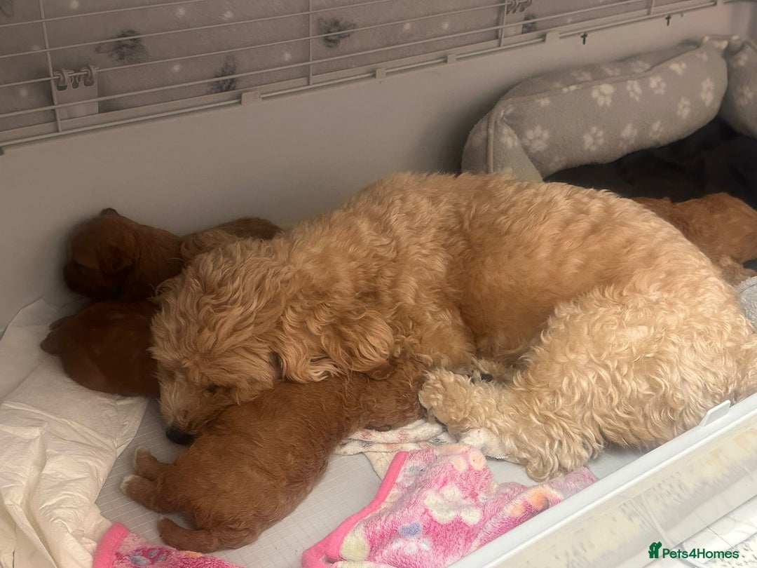 Shihpoo dogs for sale: 🐾 Toy Poodle x Shihpoo Puppies for Sale - Image 20