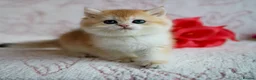 British Shorthair cats for sale: British shorthair available 🦁 - Advert 12