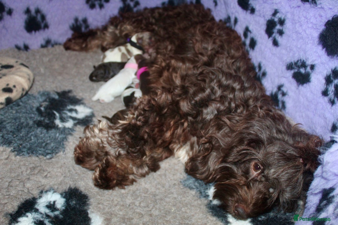 Cockapoo dogs for sale: Waiting list health tested American cockerpoos - Image 4