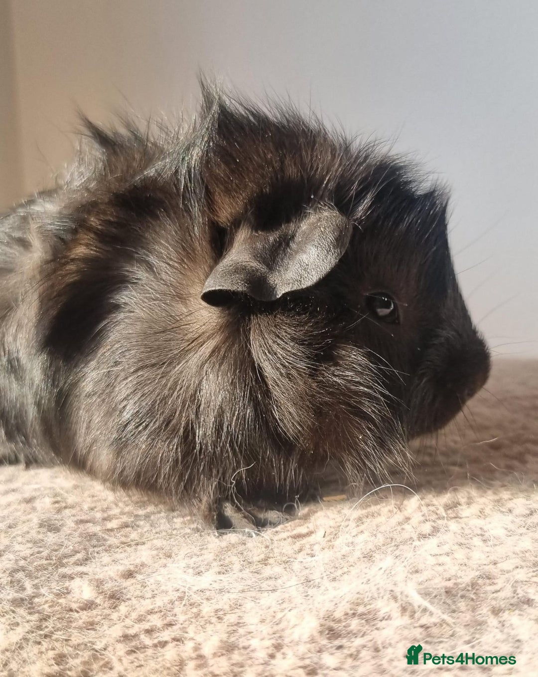 Guinea Pig rodents for sale: beautiful pair of friendly boys - Advert 6