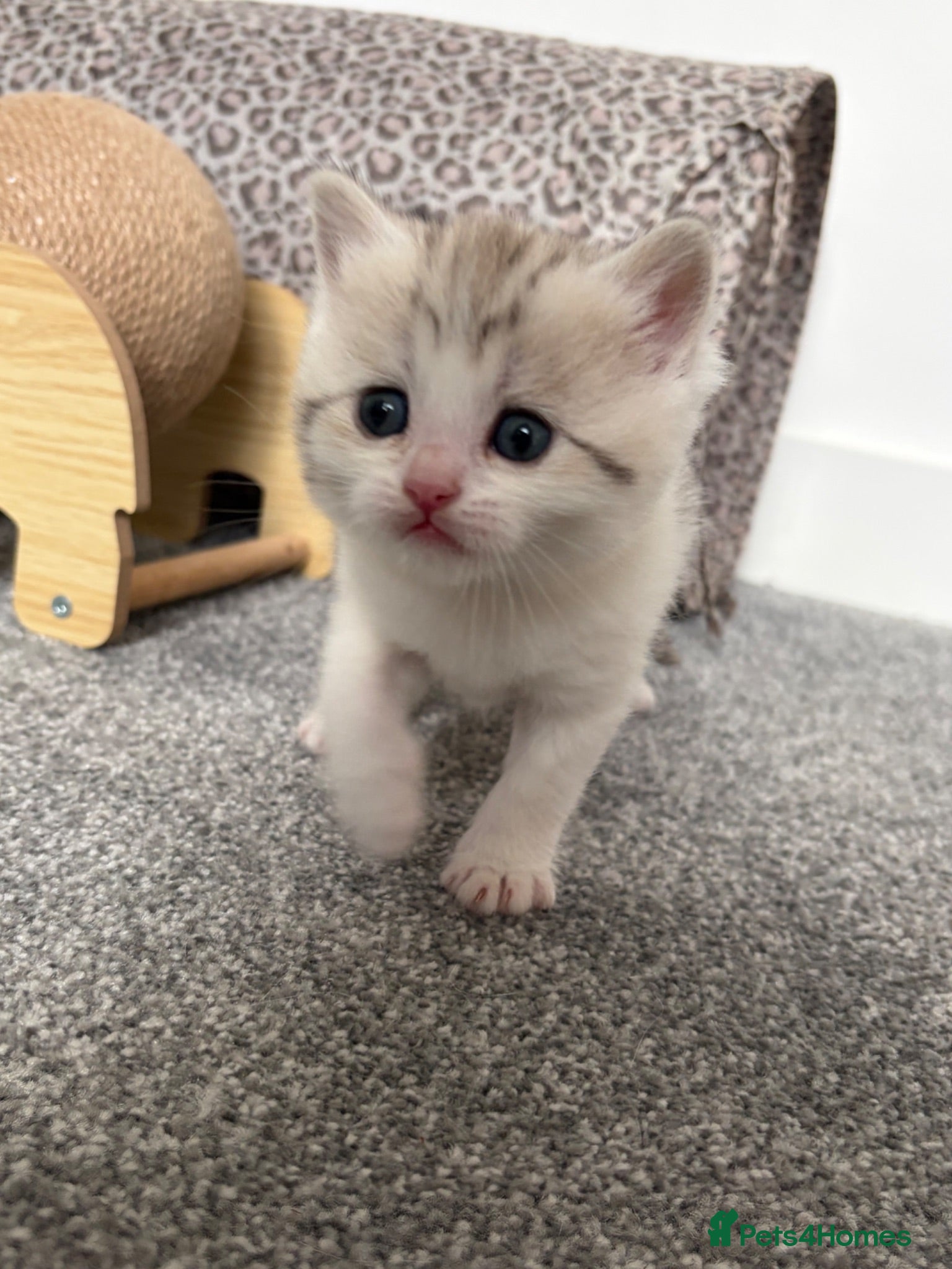 British Shorthair cats Beautiful British Shorthair Male Kittens 🐾 - Advert 7