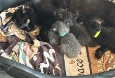 Mixed Breed cats 3 Adorable Kittens For Sale - Advert 1