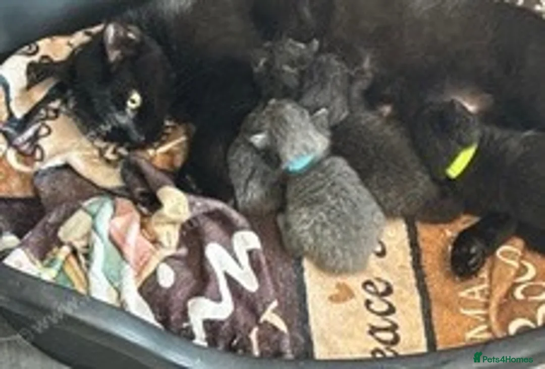 Mixed Breed cats for sale: 3 Adorable Kittens For Sale in Cumnock - Advert 1