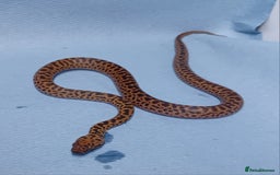 Python Snake reptiles for sale: Spotted Python's Males and Females  - Image 4