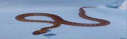Python Snake reptiles for sale: Spotted Pythons Het Granite Males - Advert 4