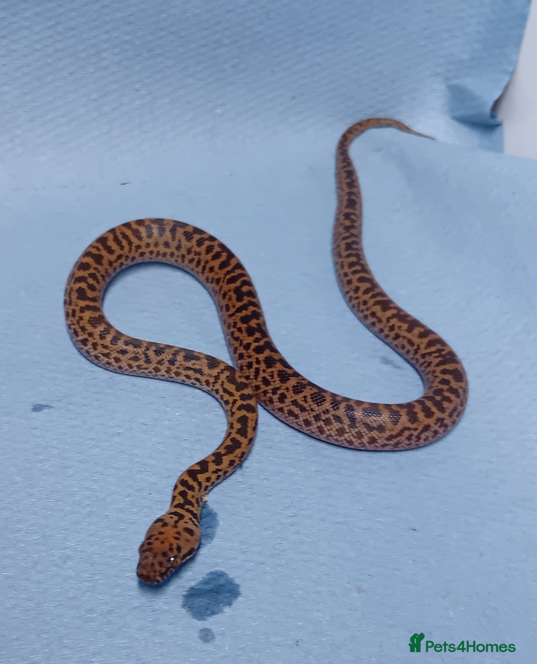 Python Snake reptiles for sale: Spotted Python's Males and Females  - Image 4