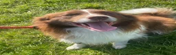 Border Collie dogs for sale: Show Quality KC Reg Border Collie Puppies  - Advert 32