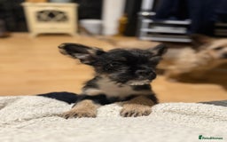 Mixed Breed dogs for sale: french bull dog x carin terrier girls x - Image 5