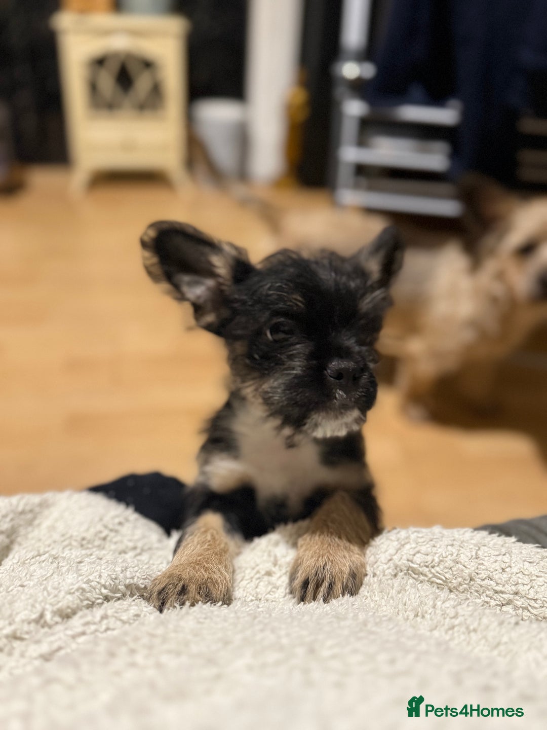 Mixed Breed dogs for sale: french bull dog x carin terrier girls x - Image 5