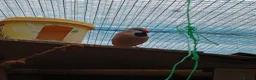 Finches birds for sale: Zebra finches and Silver Java Sparrows - Advert 5