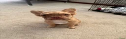 French Bulldog dogs for sale: 5 Month old rare colour fluffy frenchie for sale  - Advert 1