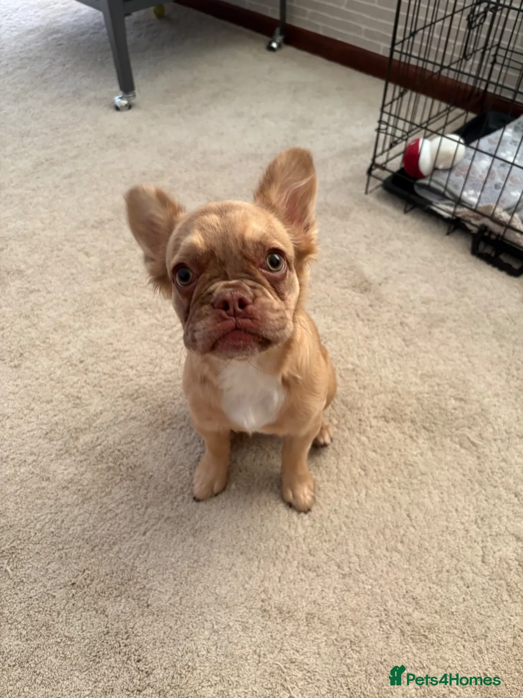 French Bulldog dogs for sale: 5 Month old rare colour fluffy frenchie for sale  - Advert 1