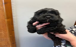 Cavapoo dogs for sale: Cavapoo puppies  - Image 7
