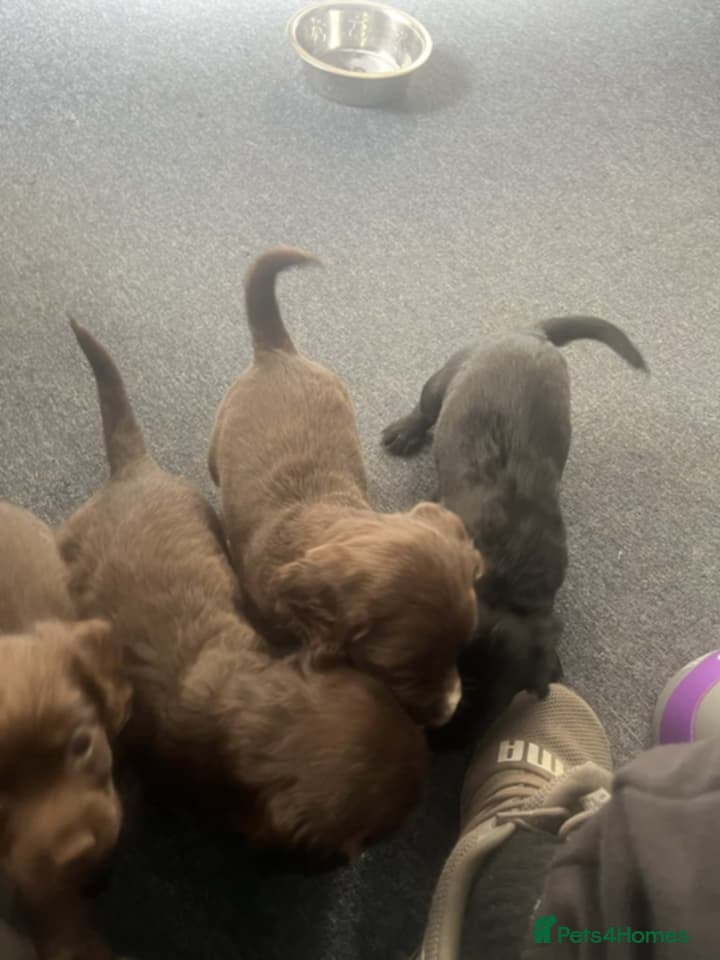 Cocker Spaniel dogs Georgous working cocker puppies - Advert 7