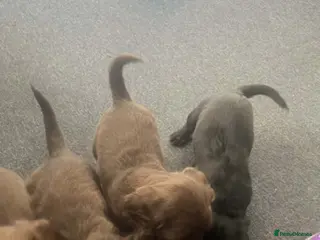 Cocker Spaniel dogs Georgous working cocker puppies - Advert 7