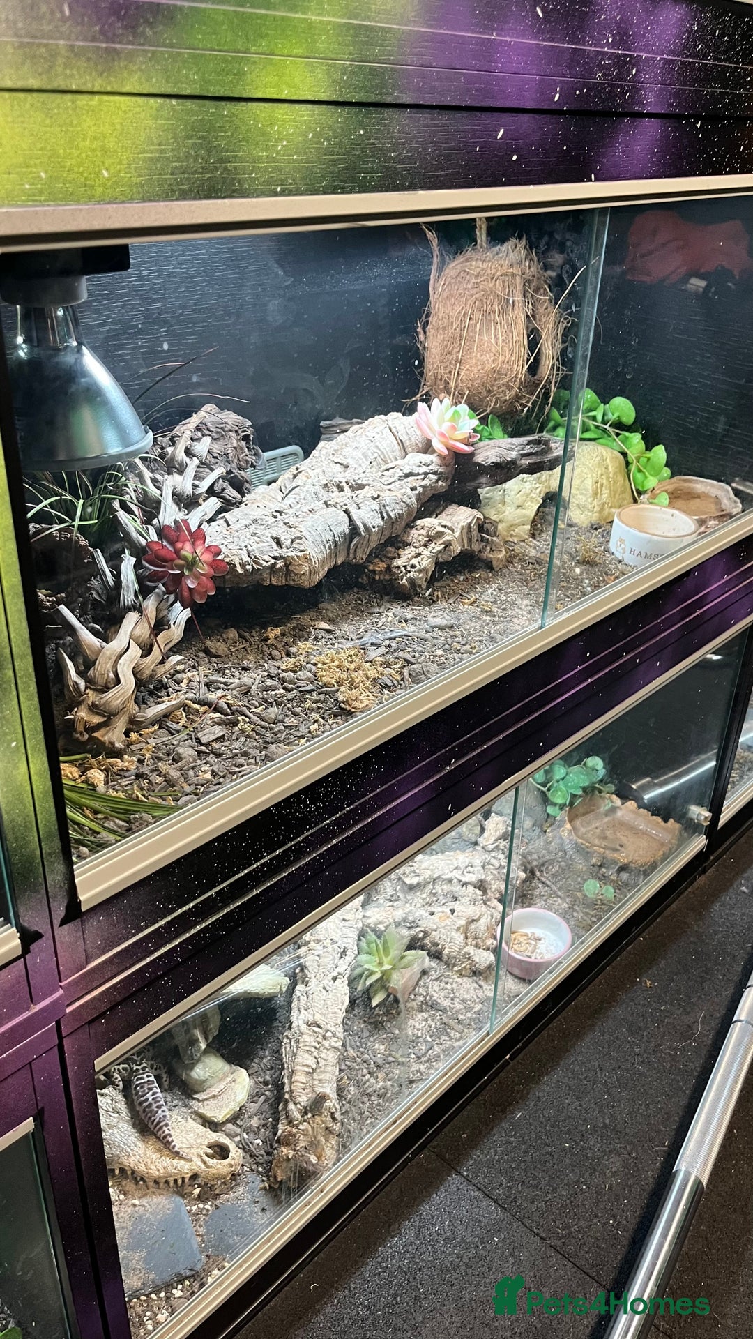 Leopard Gecko reptiles for sale: 4x Leopard geckos  - Image 13