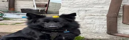 German Shepherd dogs for sale: Ace - 2 Years Old German Shepherd - Advert 2