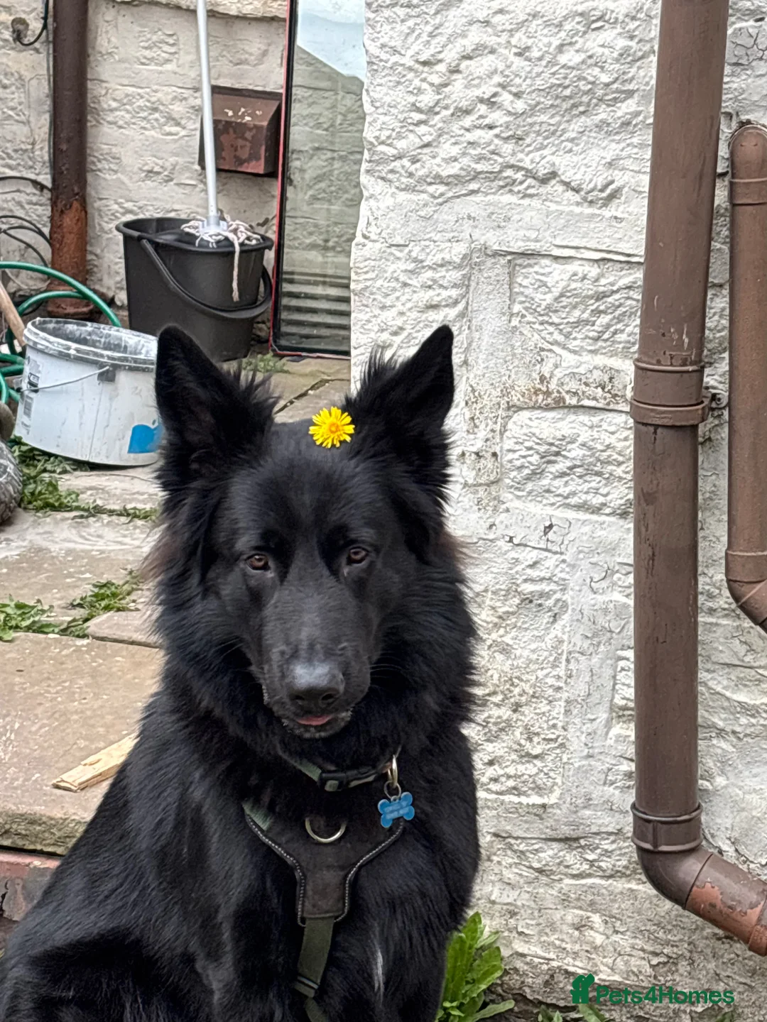 German Shepherd dogs for sale: Ace - 2 Years Old German Shepherd - Advert 2