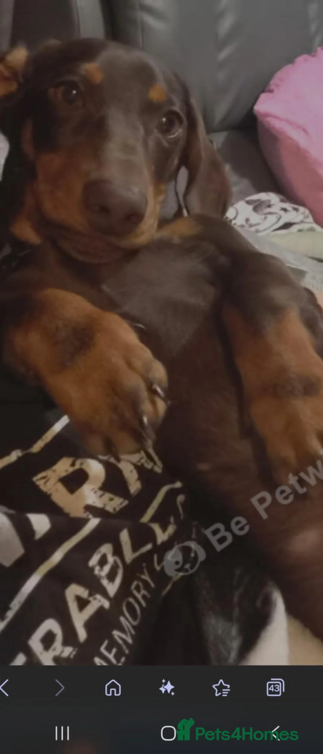 Dachshund dogs for sale: Dashound sauauage dog  in Warwick - Advert 3