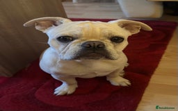 French Bulldog dogs for sale: Frenchie for sale - Image 1
