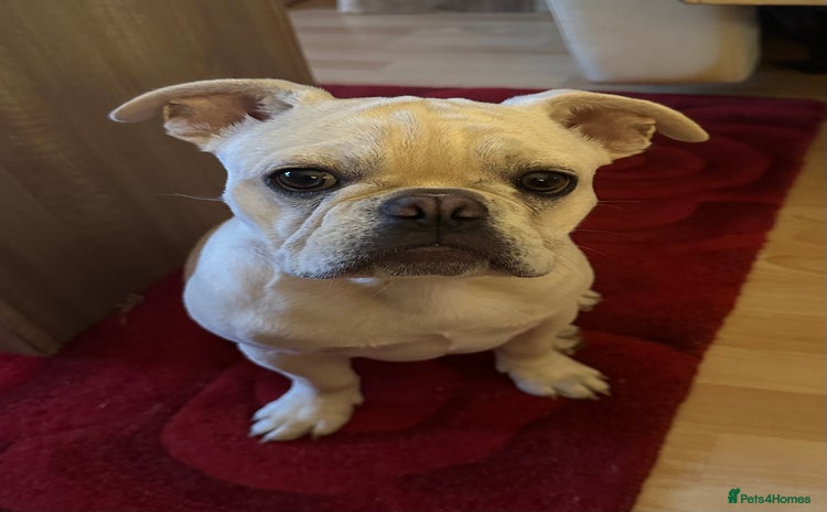 French Bulldog dogs - Advert 1
