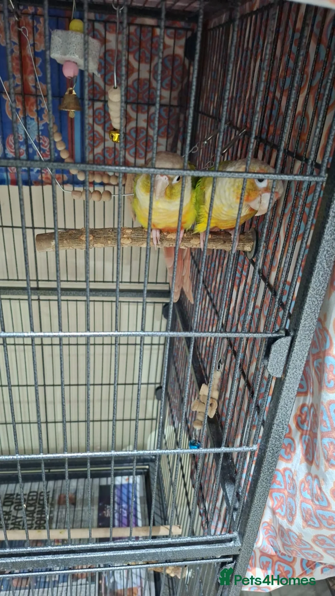 Parrots birds for sale: Male And Female parrots in Feltham - Advert 1