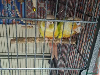 Parrots birds Male And Female parrots - Advert 2