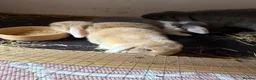 Mini Lop rabbits for sale: 3 mini lop in Blackwood - Advert 2