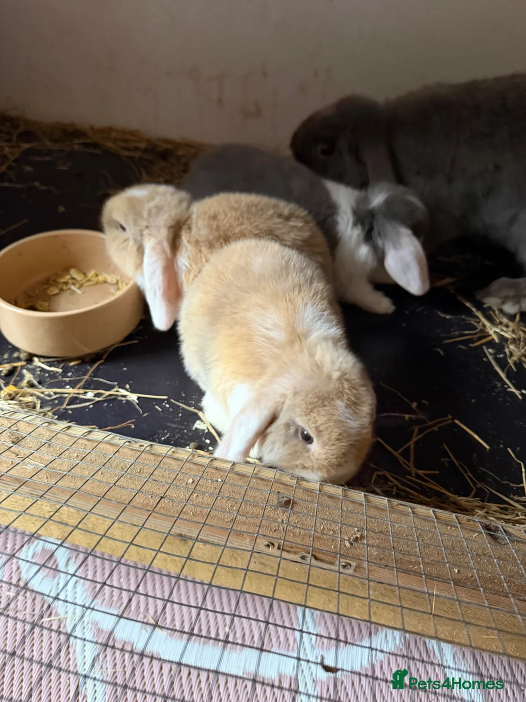 Mini Lop rabbits for sale: 3 mini lop in Blackwood - Advert 2