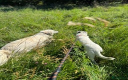 Mixed Breed dogs for adoption: Meet HANNAHH - a Lovely Girl for a Loving Home - Advert 6