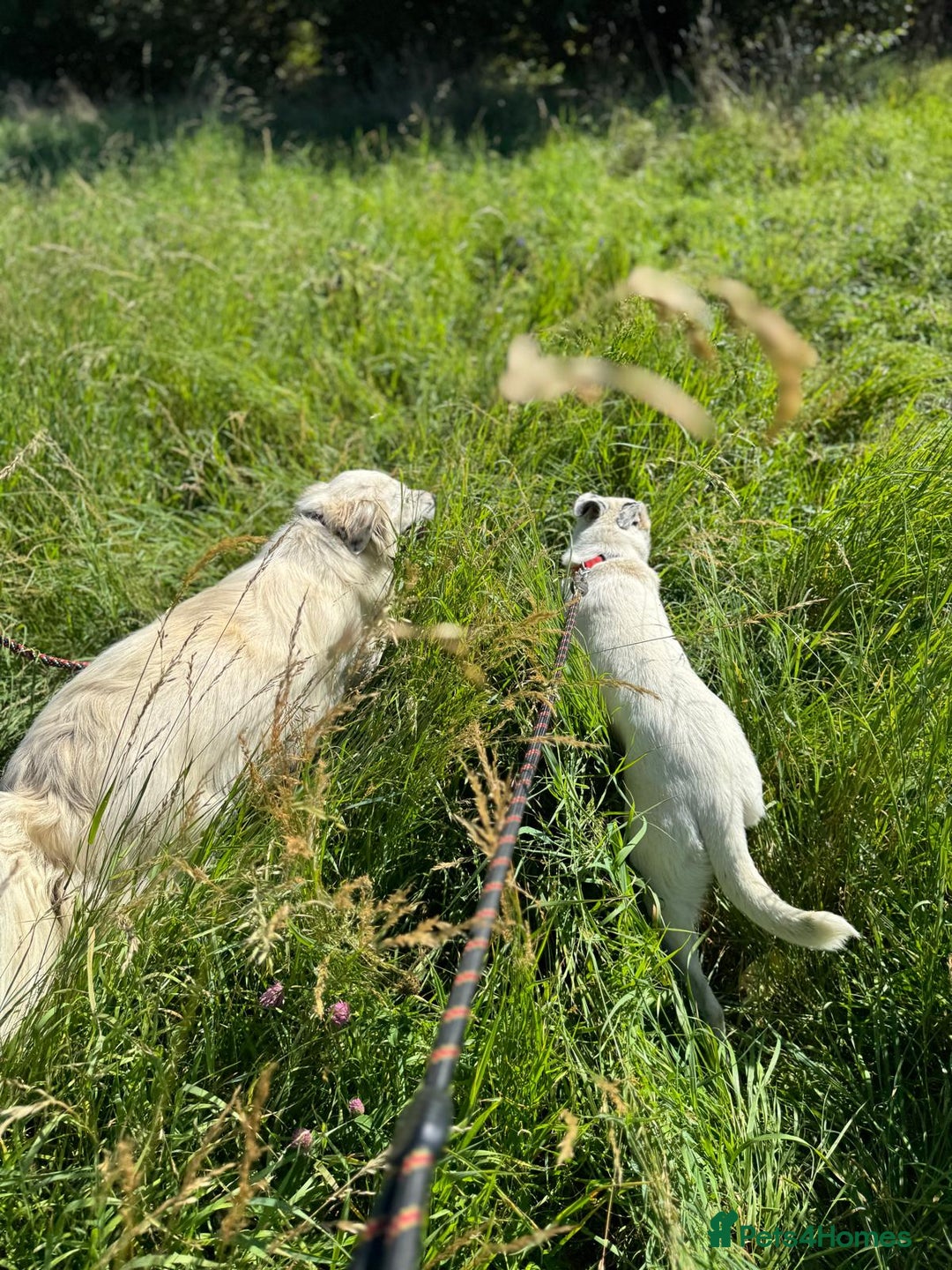 Mixed Breed dogs for adoption: Meet HANNAHH - a Lovely Girl for a Loving Home - Advert 6