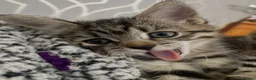 Mixed Breed cats for sale: 5 beautiful kittens - Advert 21