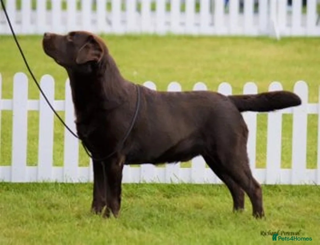 Labrador Retriever dogs for stud: Chocolate Labrador Stud dog in Spalding - Advert 2