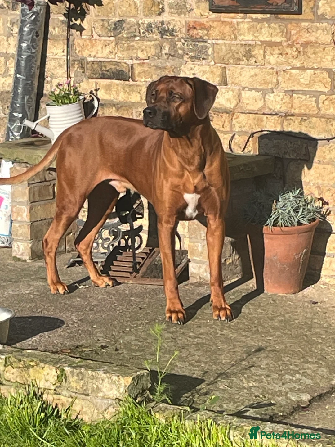 Rhodesian Ridgeback dogs for stud: Rhodesian Ridgeback Stud…. in Doncaster - Advert 2