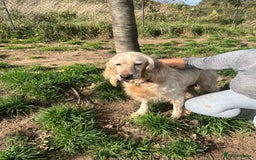 English Setter dogs for adoption: Lisa  - Advert 3