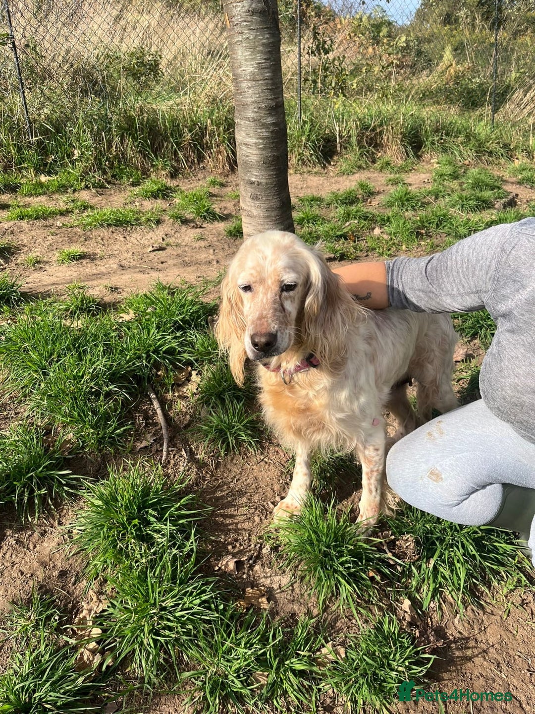 English Setter dogs for adoption: Lisa  - Advert 3