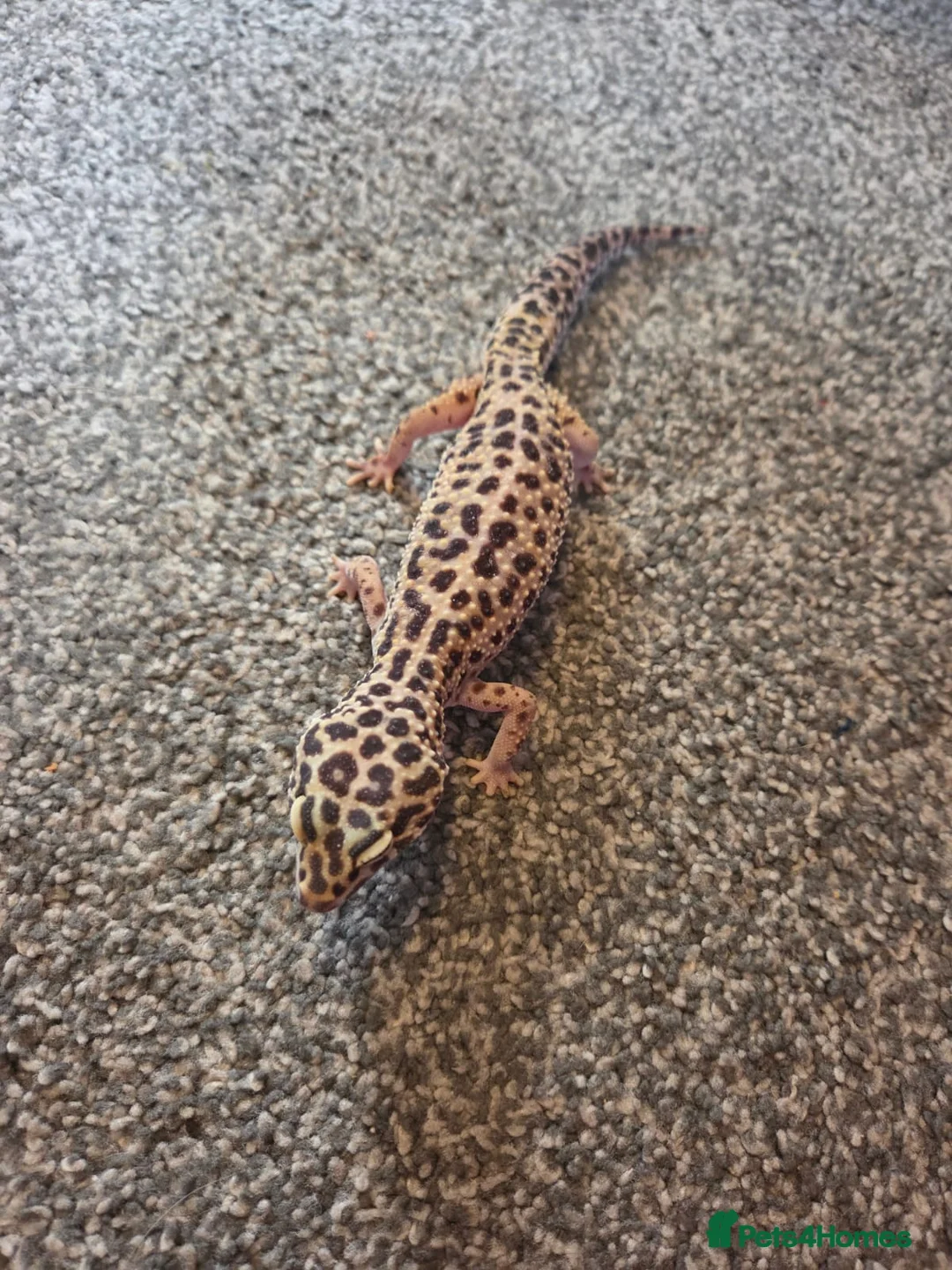 Leopard Gecko reptiles for sale: 4 female leapered  - Advert 3