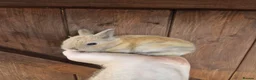 Mixed Breed rabbits for sale: Very tame baby rabbits  - Advert 3