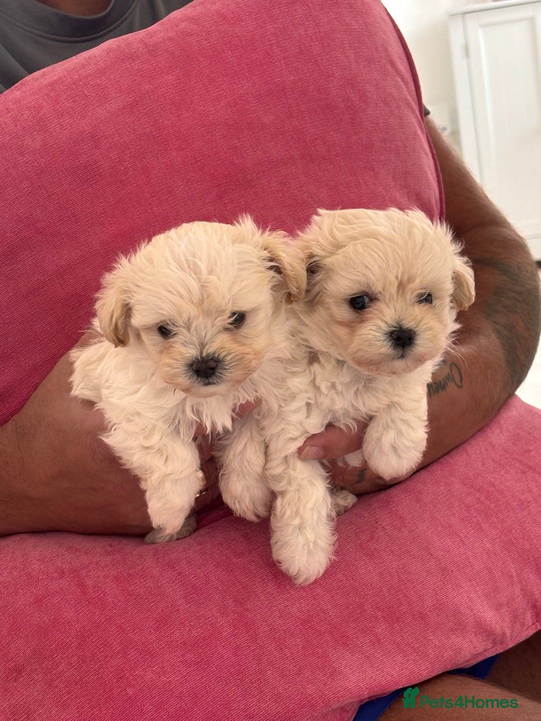 Maltipoo dogs for sale: Adorable Micro Maltipoo f1s  - Image 11