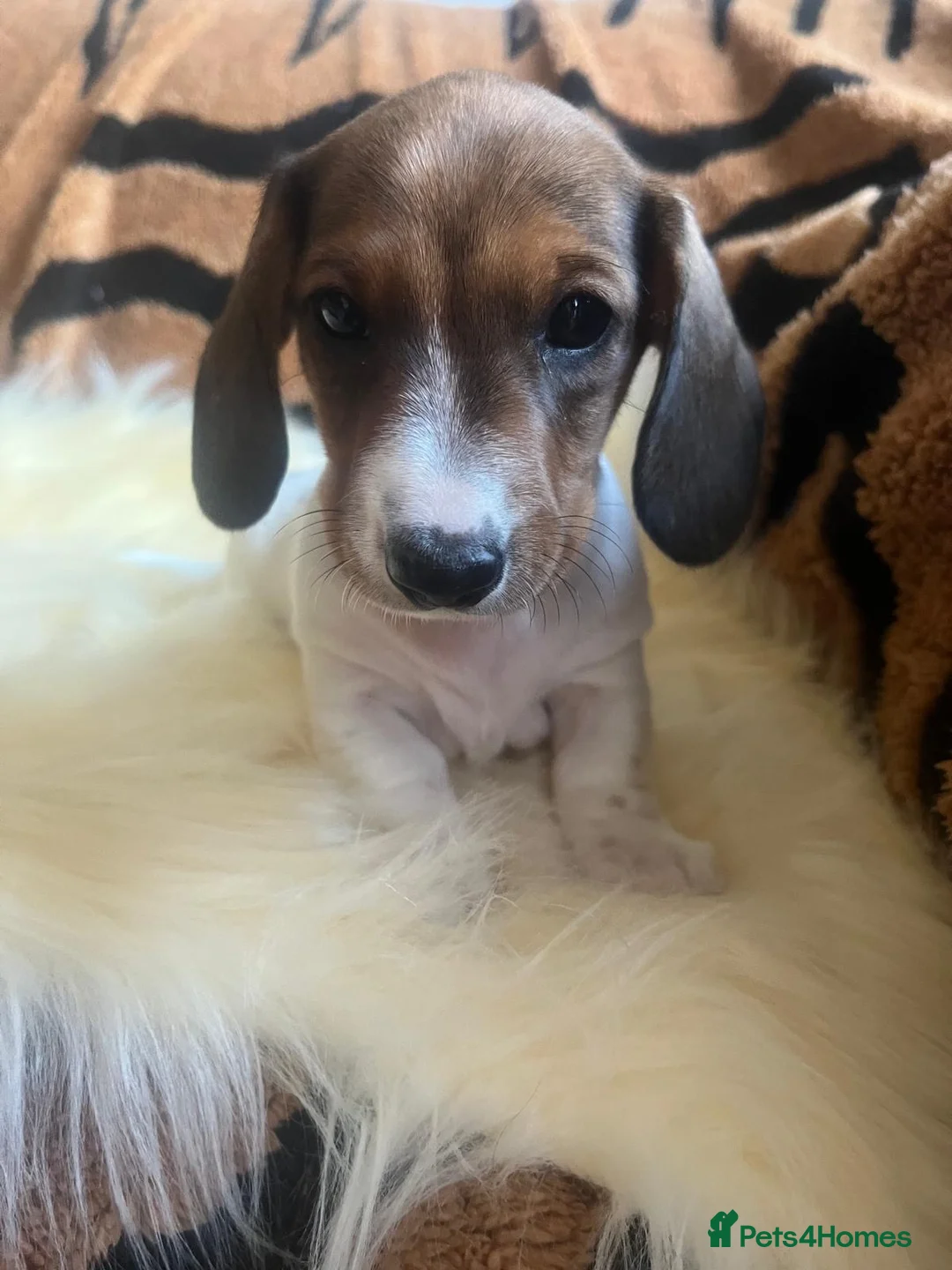 Miniature Dachshund dogs for sale: Beautiful Pedigree Miniature Dachshunds - Advert 12