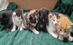 Mixed Breed cats for sale: Gorgeous Turtle Ginger Black Fluffy Kittens  - Image 12