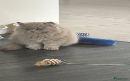 British Longhair cats for sale: Lilac British long hair mix Scottish  - Image 7