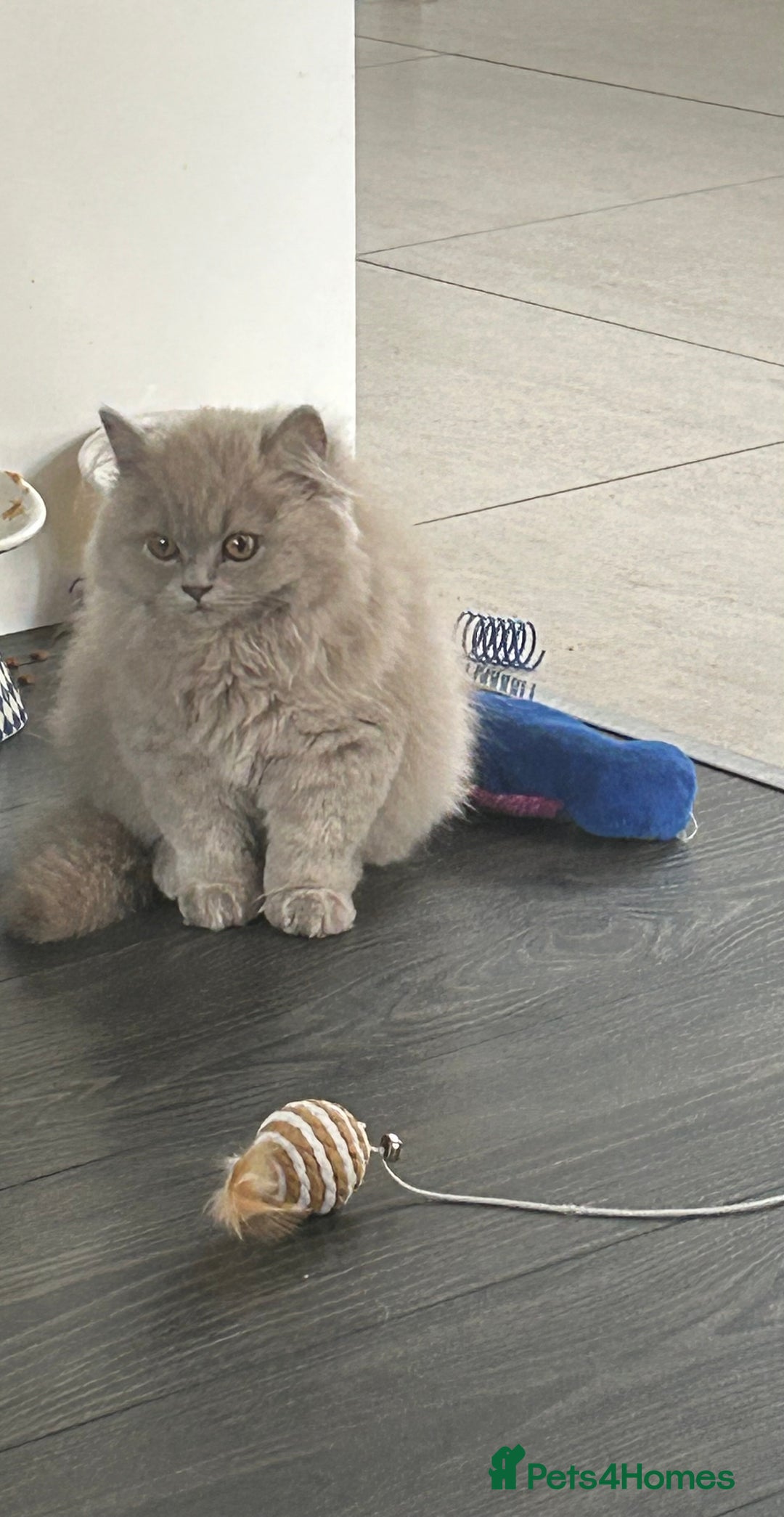 British Longhair cats for sale: Lilac British long hair mix Scottish  - Image 7