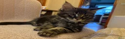 Maine Coon cats for sale: Fluffy Maine Coon Kittens - Advert 26