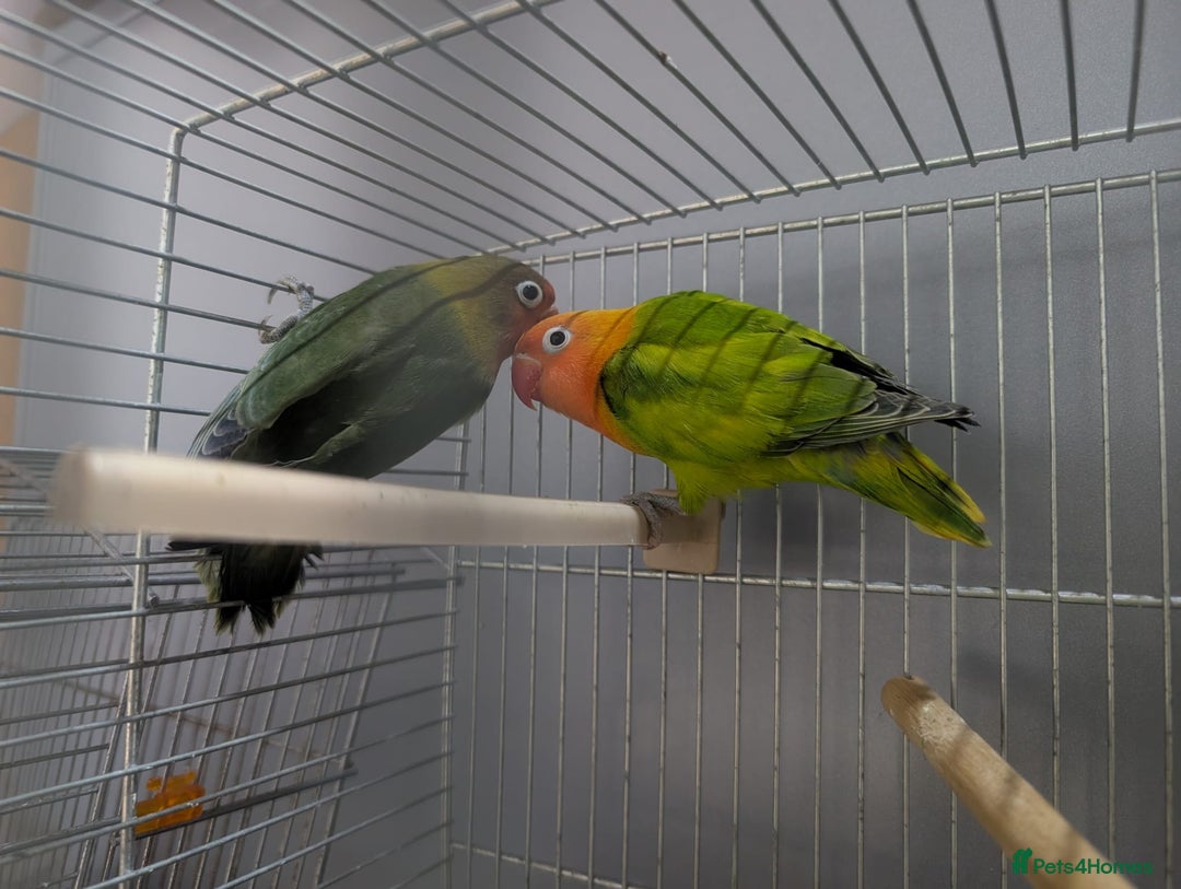 Lovebirds birds for sale: New Born Love Birds - Image 12