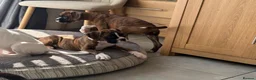 Boxer dogs for sale: boxer puppies for sale ***READY TO LEAVE NOW*** - Advert 10