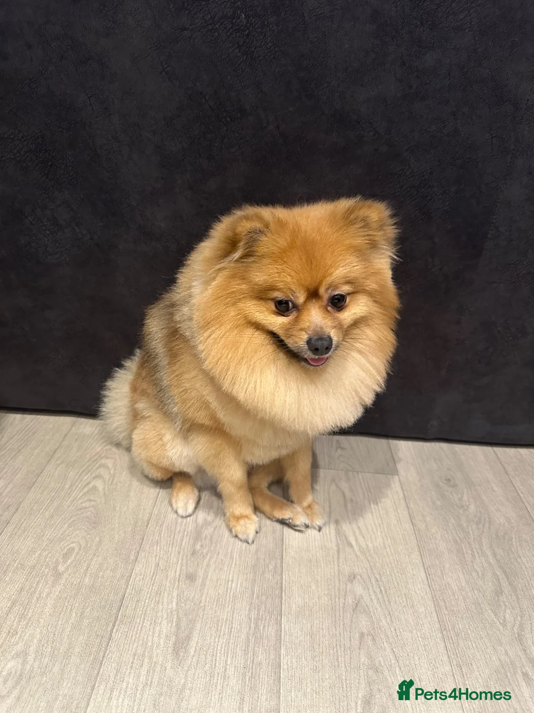 Pomeranian dogs for stud: Bruno in Waltham Cross - Advert 9